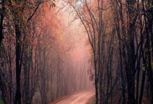 布莱顿近期成绩稳健，球队整体实力得到认可